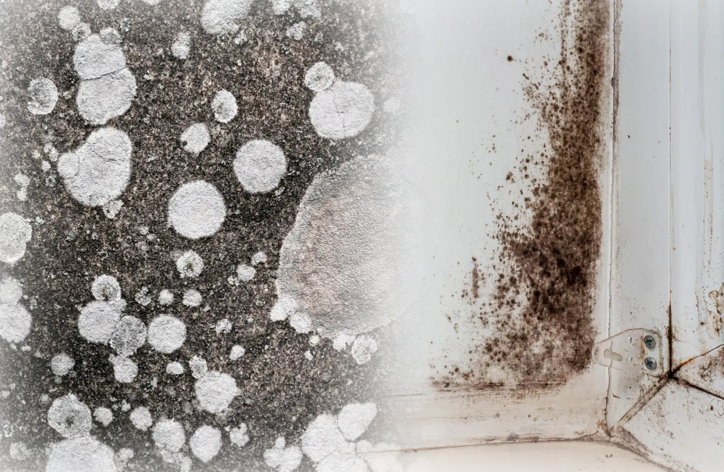 Gambar gabungan yang membandingkan dua jenis pertumbuhan jamur (mold): lingkaran abu-abu keputihan di latar belakang hitam di kiri, dan bercak jamur hitam kecokelatan yang tumbuh di kusen jendela atau dinding lembap di sebelah kanan.