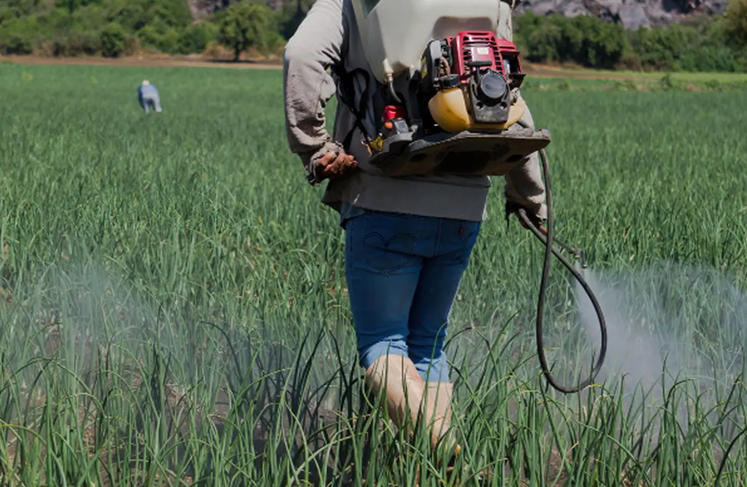 Pandangan dari belakang seorang pekerja pertanian, mengenakan jeans dan baju lengan panjang, yang sedang menyemprot pestisida (mengandung logam berat) ke barisan tanaman daun bawang atau bawang setinggi lutut kaki dengan alat penyemprot bertenaga mesin yang dikenakan di punggung.